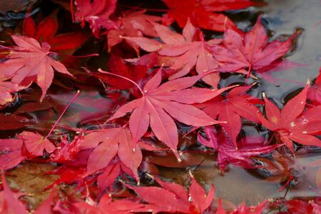 Former Ikeda Family Japanese Garden , Akita, Japanの写真素材