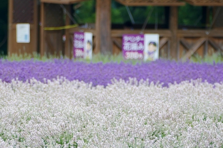 "Lavender Garden in Misato Town", Misato Town, Akita Prefecture Japanのeditorial素材