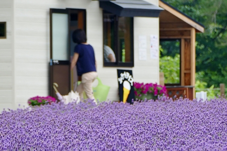 "Lavender Garden in Misato Town", Misato Town, Akita Prefecture Japanのeditorial素材