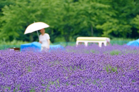 "Lavender Garden in Misato Town", Misato Town, Akita Prefecture Japanのeditorial素材