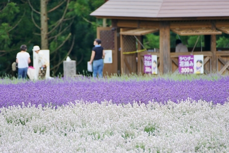 "Lavender Garden in Misato Town", Misato Town, Akita Prefecture Japanのeditorial素材
