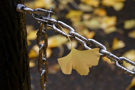 "The Great Ginkgo of Kitakanegasawa", Fukaura Town, Aomori Prefecture Japanの写真素材