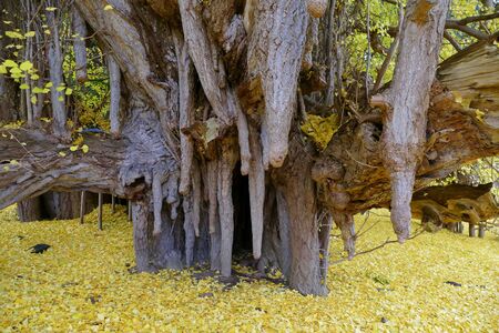 ?The Great Ginkgo of Kitakanegasawa, Fukaura Town, Aomori Prefecture Japan