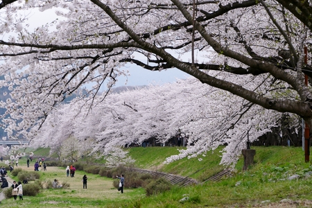 Sakura in the kakunodate" Sen boku City, Akita Prefecture Japanのeditorial素材