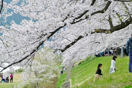Sakura in the kakunodate" Sen boku City, Akita Prefecture Japanのeditorial素材