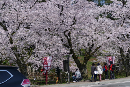 Cherry Blossoms Hirosak i Park, Hirosaki City, Aomori Prefecture Japanのeditorial素材