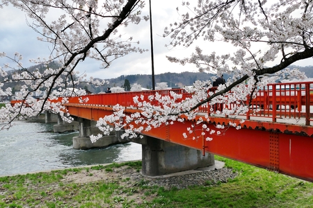 Sakura in the kakunodate" Sen boku City, Akita Prefecture Japanのeditorial素材