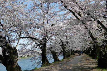 Cherry Blossoms Hirosak i Park, Hirosaki City, Aomori Prefecture Japanのeditorial素材