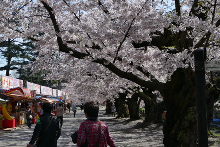 Cherry Blossoms Hirosak i Park, Hirosaki City, Aomori Prefecture Japanのeditorial素材