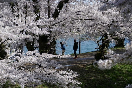 Cherry Blossoms Hirosak i Park, Hirosaki City, Aomori Prefecture Japanのeditorial素材