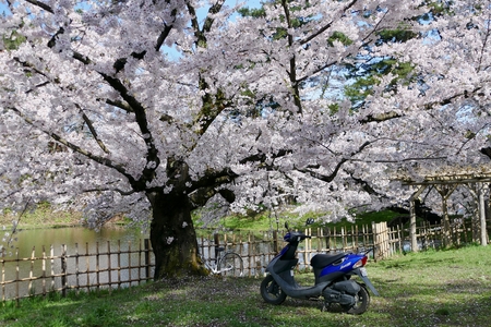 Cherry Blossoms Hirosak i Park, Hirosaki City, Aomori Prefecture Japanのeditorial素材