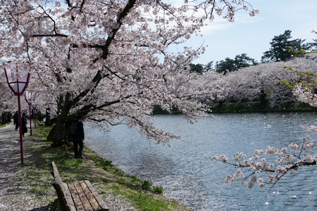 Cherry Blossoms Hirosak i Park, Hirosaki City, Aomori Prefecture Japanのeditorial素材