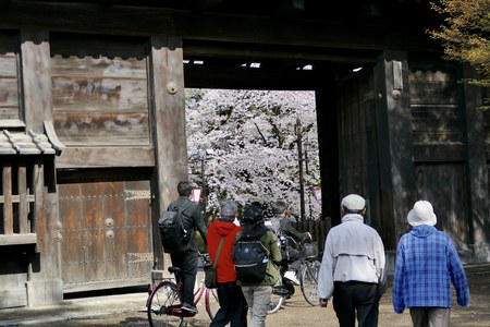 ?Cherry Blossoms Hirosak i Park, Hirosaki City, Aomori Prefecture Japan