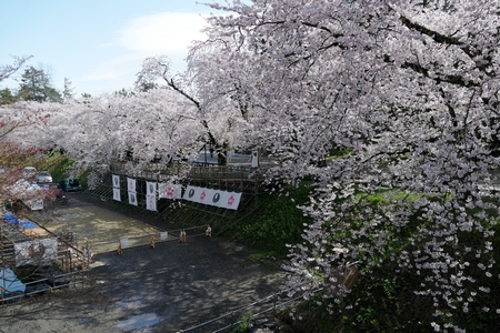 Cherry Blossoms Hirosak i Park, Hirosaki City, Aomori Prefecture Japanのeditorial素材