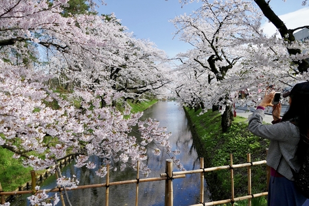 Cherry Blossoms Hirosak i Park, Hirosaki City, Aomori Prefecture Japanのeditorial素材