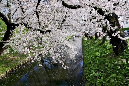 ?Cherry Blossoms Hirosak i Park, Hirosaki City, Aomori Prefecture Japanのeditorial素材