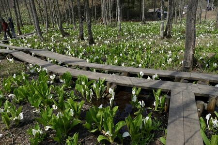 ?"Skunk cabbage of The Sashimaki", Senboku City, Akita Prefectureの写真素材