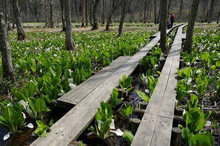 ?"Skunk cabbage of The Sashimaki", Senboku City, Akita Prefectureの写真素材