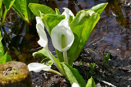 "Asian skunk cabbage of The Sashimaki", Senboku City, Akita Prefectureの写真素材