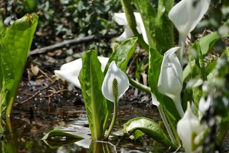 "Asian skunk cabbage of The Sashimaki", Senboku City, Akita Prefectureの写真素材