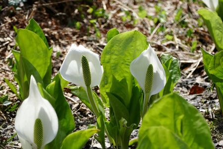 "Asian skunk cabbage of The Sashimaki", Senboku City, Akita Prefectureの写真素材
