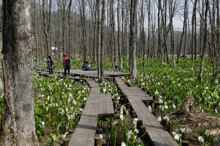 "Asian skunk cabbage of The Sashimaki", Senboku City, Akita Prefectureの写真素材