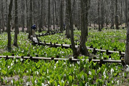 "Asian skunk cabbage of The Sashimaki", Senboku City, Akita Prefectureの写真素材