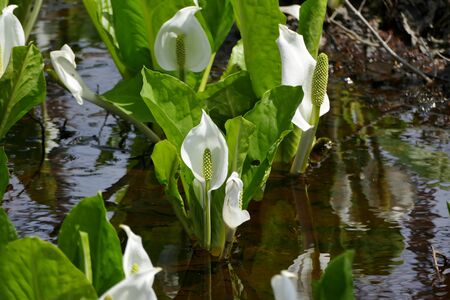"Asian skunk cabbage of The Sashimaki", Senboku City, Akita Prefectureの写真素材