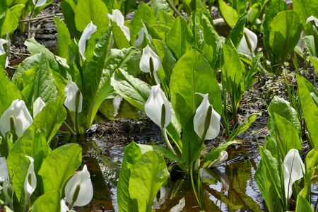 "Asian skunk cabbage of The Sashimaki", Senboku City, Akita Prefectureの写真素材
