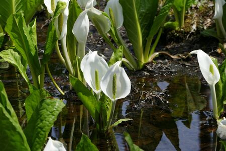 "Asian skunk cabbage of The Sashimaki", Senboku City, Akita Prefectureの写真素材