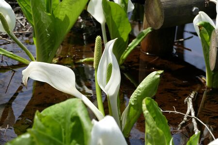 "Asian skunk cabbage of The Sashimaki", Senboku City, Akita Prefectureの写真素材