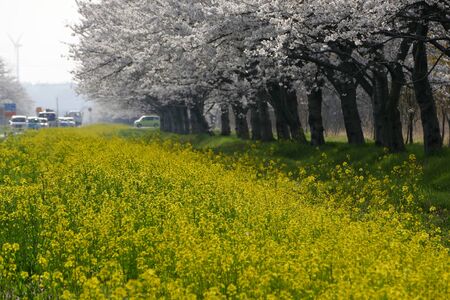 "Rape blossoms road" ogata village Akita Prefecture Japanの写真素材