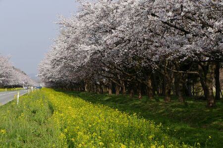 "Rape blossoms road" ogata village Akita Prefecture Japanの写真素材