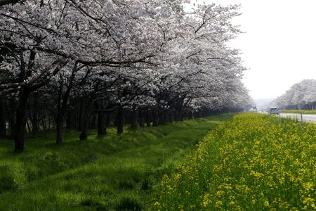 "Rape blossoms road" ogata village Akita Prefecture Japanの写真素材