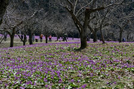 The name of the flower is katakuri" Senboku City Akita Prefecture Japanの写真素材