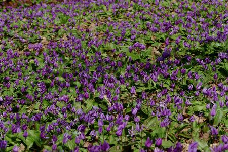 The name of the flower is katakuri" Senboku City Akita Prefecture Japanの写真素材