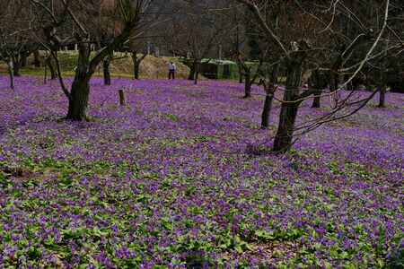 The name of the flower is katakuri" Senboku City Akita Prefecture Japanの写真素材