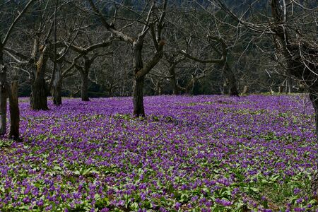 The name of the flower is katakuri" Senboku City Akita Prefecture Japanの写真素材
