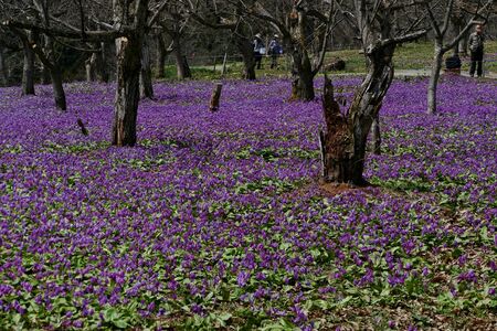 The name of the flower is katakuri" Senboku City Akita Prefecture Japanの写真素材