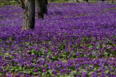 The name of the flower is katakuri" Senboku City Akita Prefecture Japanの写真素材