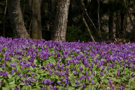 The name of the flower is katakuri" Senboku City Akita Prefecture Japanの写真素材