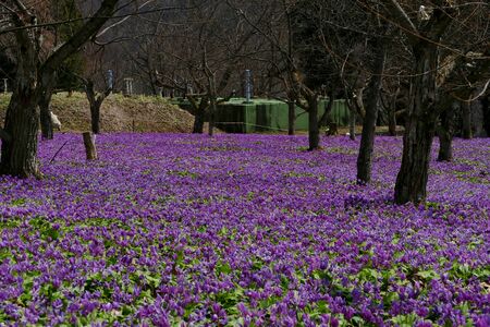 The name of the flower is katakuri" Senboku City Akita Prefecture Japanの写真素材