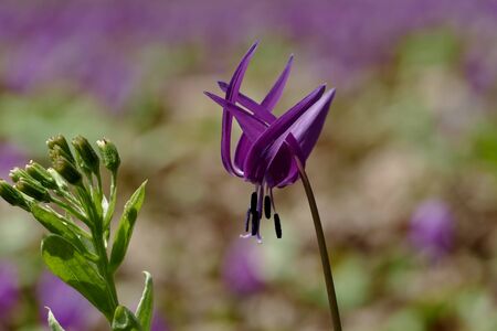 The name of the flower is katakuri" Senboku City Akita Prefecture Japanの写真素材