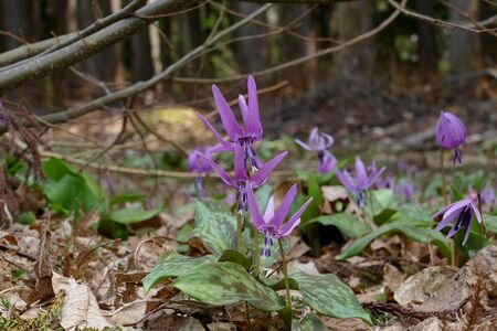 The name of the flower is katakuri" Senboku City Akita Prefecture Japanの写真素材