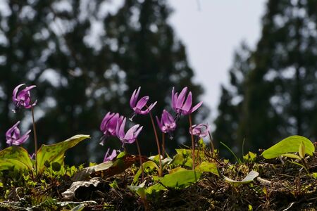 The name of the flower is katakuri" Senboku City Akita Prefecture Japanの写真素材