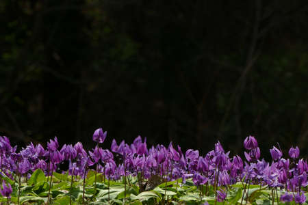 The name of the flower is katakuri" Senboku City Akita Prefecture Japanの写真素材