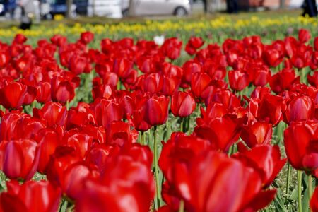 "Tulips of Blue Messe Akita", Katagami City, Akita Prefecture Japanの写真素材