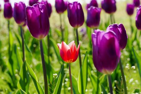 "Tulips of Blue Messe Akita", Katagami City, Akita Prefecture Japanの写真素材
