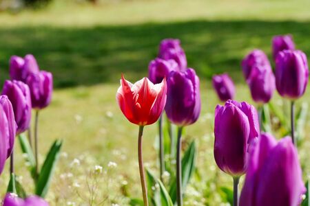 "Tulips of Blue Messe Akita", Katagami City, Akita Prefecture Japanの写真素材