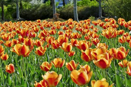 "Tulips of Blue Messe Akita", Katagami City, Akita Prefecture Japanの写真素材